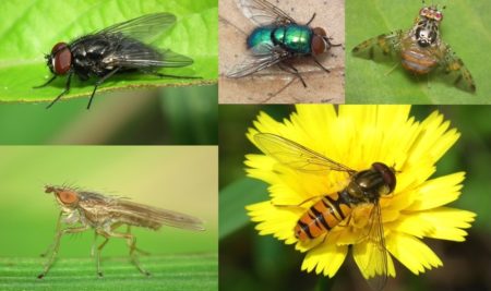 The InBIO Barcoding Initiative Database: DNA barcodes of Portuguese Diptera_01