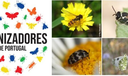 Portuguese Pollinators